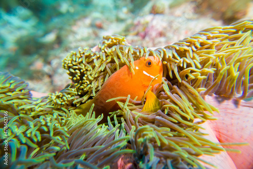 Clown fish (amphiprion nigripes) in the Maldives hiding in anemone coral photo