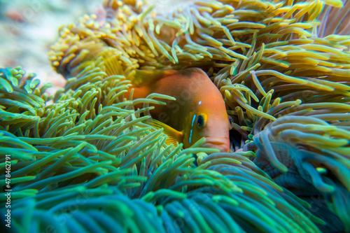 Foto Clown fish (amphiprion nigripes) in the Maldives hiding in anemone coral