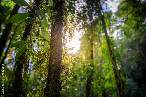 old tree full of moss