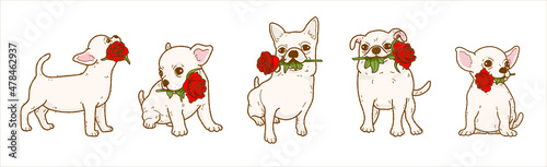 Cartoon chihuahua dog holding red rose flower in mouth, Lovely dog in love on valentines day gives gift illustration