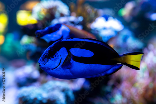 Fototapeta Naklejka Na Ścianę i Meble -  blue tang surgeonfish, popular tropical aquarium pet, exotic fish from the pacific ocean