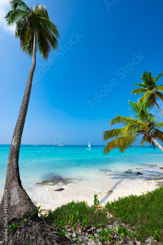 Fototapeta Naklejka Na Ścianę i Meble -  caribbean sea palm trees paradise