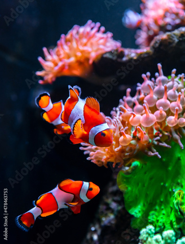 Photography Tropical sea corals and clown fish (Amphiprion percula) in marine aquarium