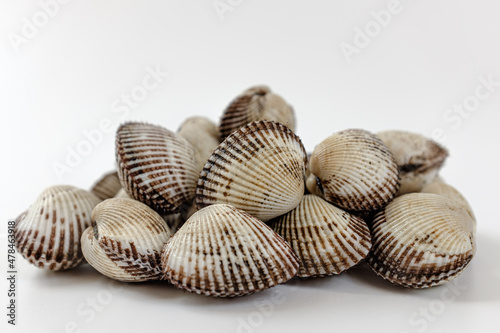 cockle on a white background