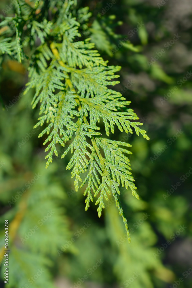Leyland cypress Leyland cypress