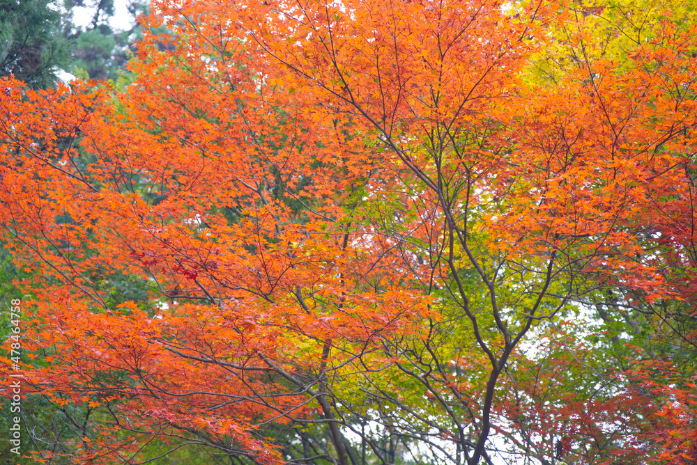 紅葉の林がある寺院 紅葉の林がある寺院