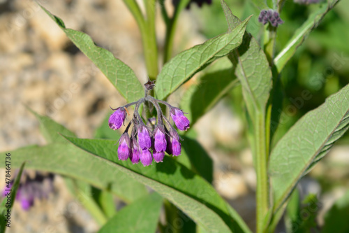 Common comfrey photo