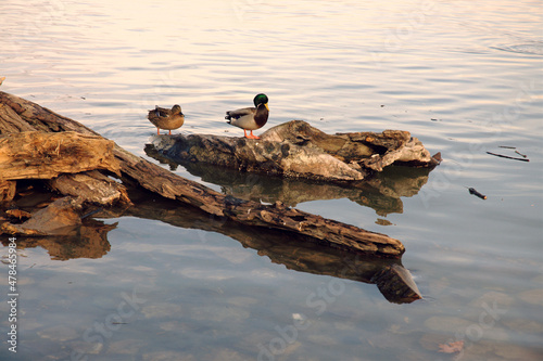 A couple of ducks on the tree in the river Danube, Zemun, Serbia.