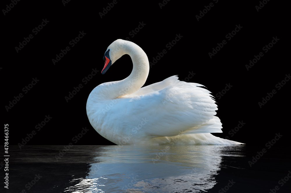Fototapeta premium Swan on a black surface.