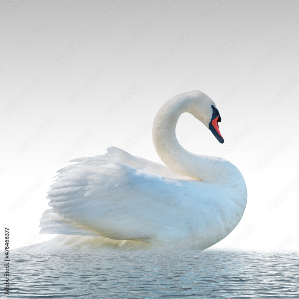 Obraz premium Swan on a white surface.