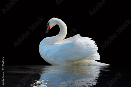 Swan on a black surface.