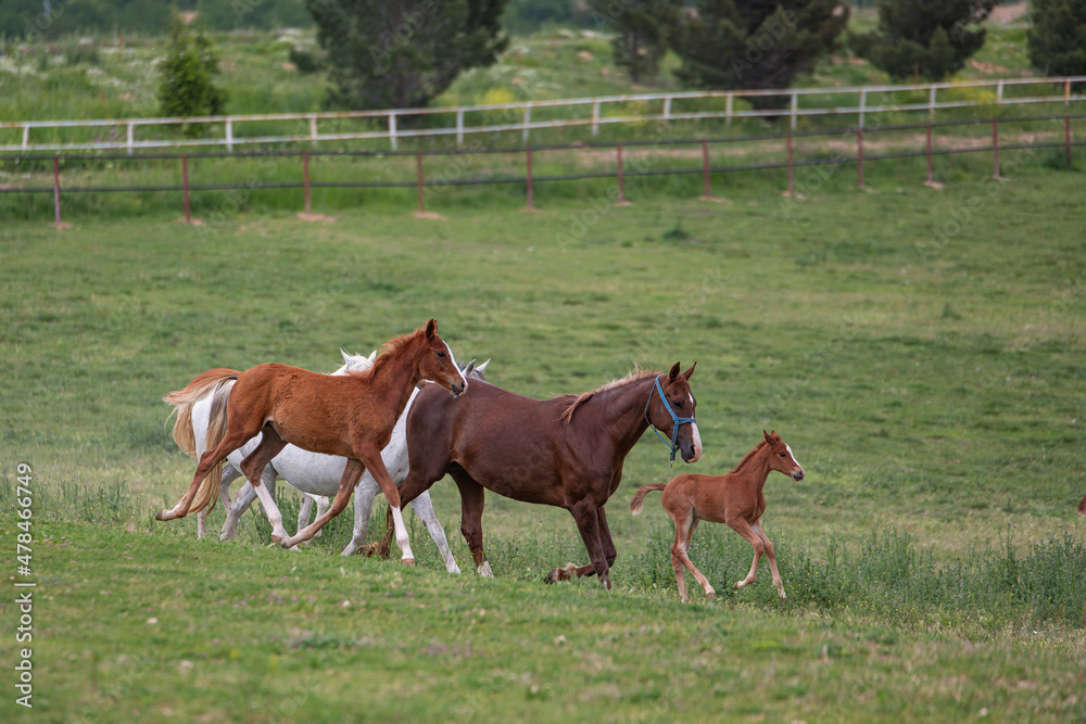 Fototapeta premium race horses in the meadow