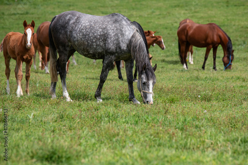 race horses in the meadow