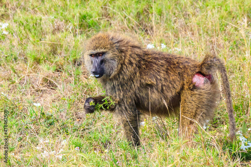 Olive Baboon (Papio anubis) eating flowers in savanna in Serengeti national park, Tanzania