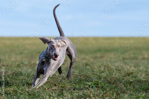 Weimaraner