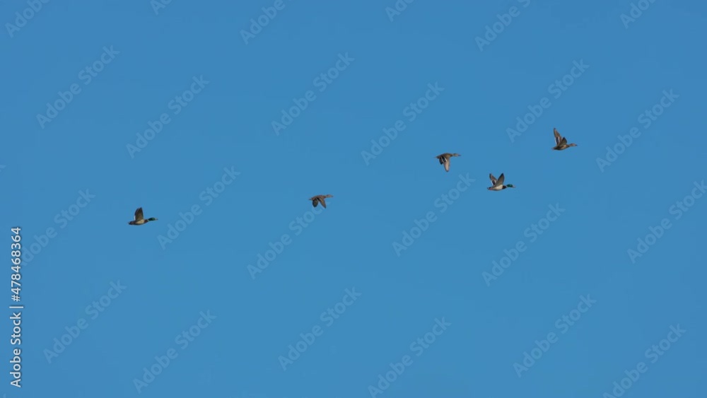 group of wild ducks flying in the blue sky in slow motion group of wild ducks flying in the blue sky in slow motion