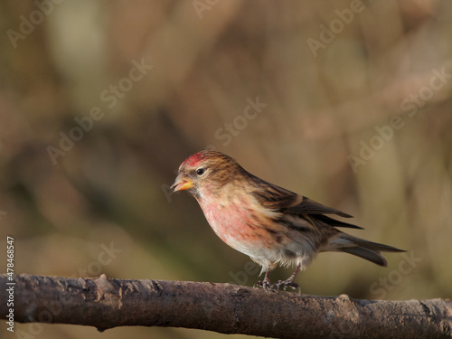 A lesser redpoll (Acanthis cabaret) on a branch at the RSPB Dearne Valley Old Moor, a nature reserve in Barnsley, South Yorkshire. © chris