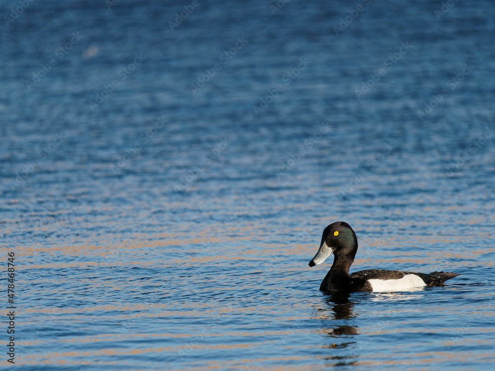 A male tufted duck (Aythya fuligula) on the water at the RSPB Dearne Valley Old Moor, a nature reserve in Barnsley, South Yorkshire. A male tufted duck (Aythya fuligula) on the water at the RSPB Dearne Valley Old Moor, a nature reserve in Barnsley, South Yorkshire.