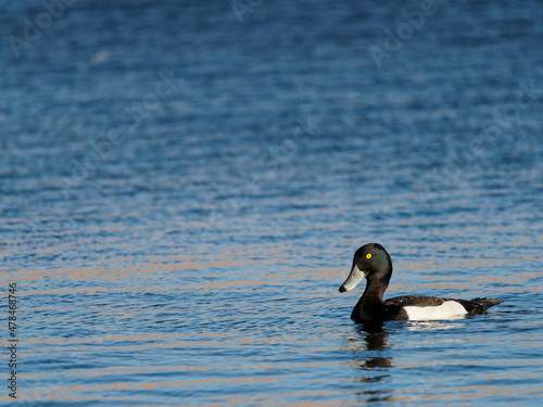 Wallpaper Mural A male tufted duck (Aythya fuligula) on the water at the RSPB Dearne Valley Old Moor, a nature reserve in Barnsley, South Yorkshire. Torontodigital.ca