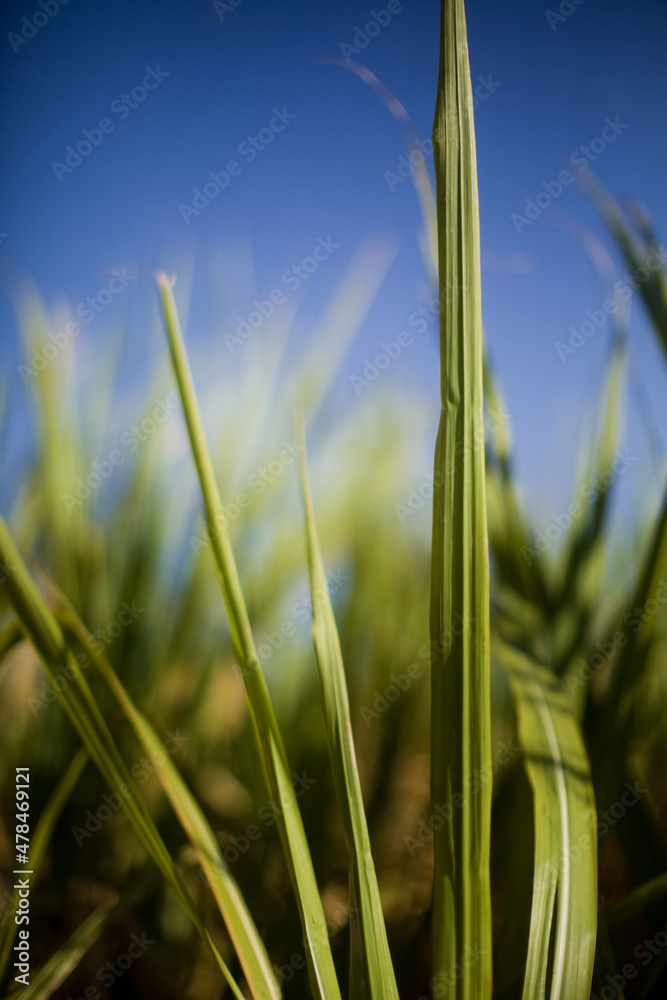 Obraz premium A sugar cane plantation field in Brazil. Agriculture concept