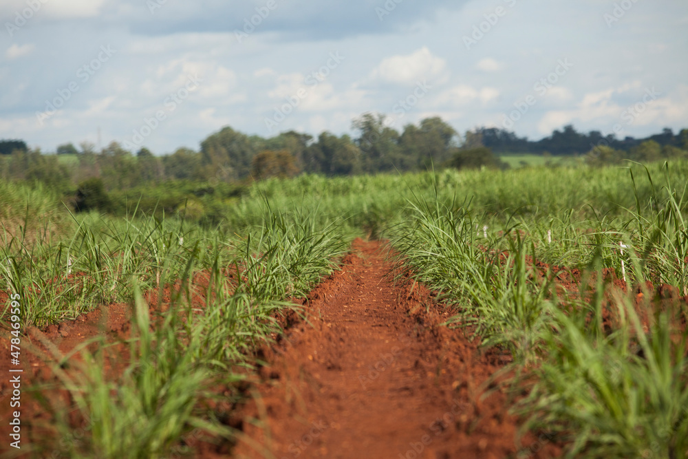 A sugar cane plantation field in Brazil. Agriculture concept A sugar cane plantation field in Brazil. Agriculture concept