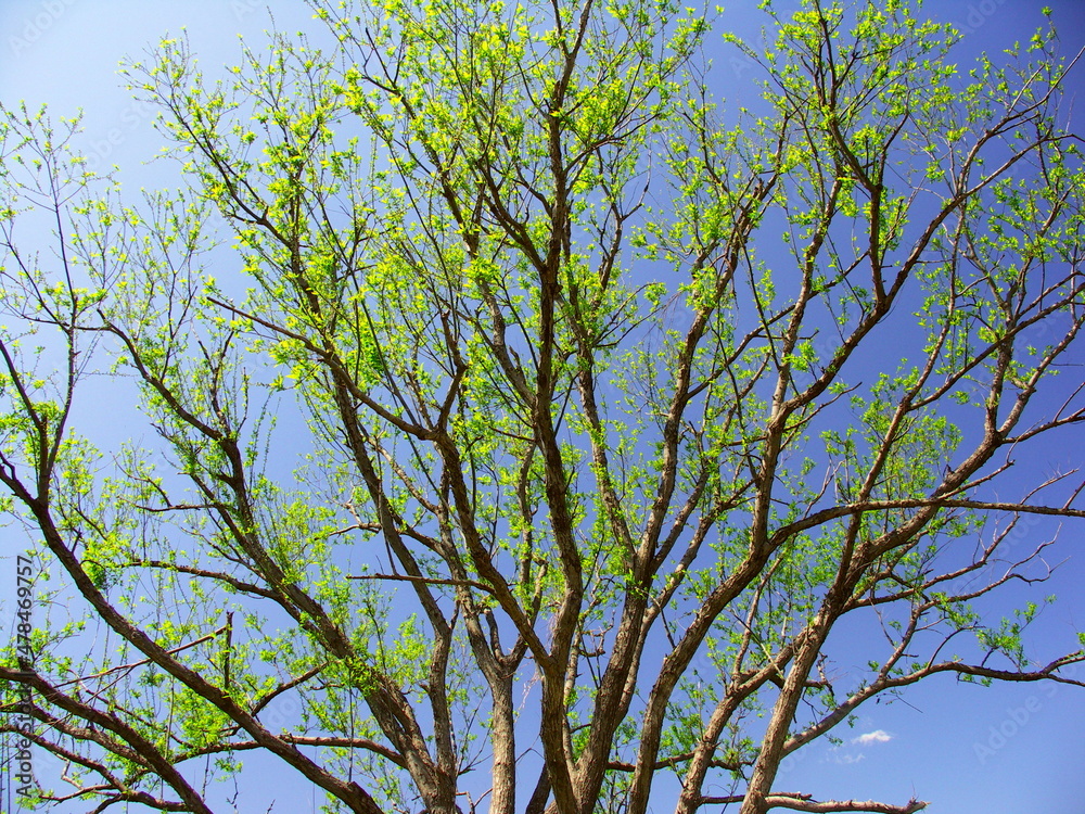 Obraz premium 春の芽吹きの高木と青空