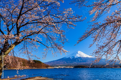 富士山と桜　山梨県富士河口湖町河口湖にて © photop5