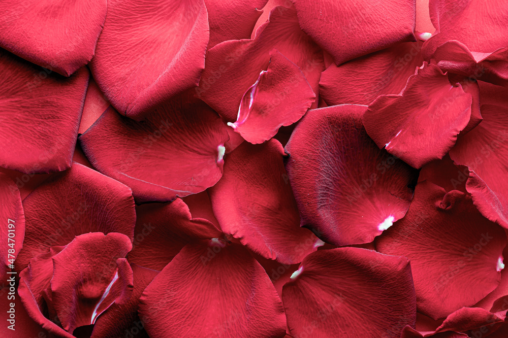background large red rose petals. background for a wedding day greeting card for lovers or valentine's day background large red rose petals. background for a wedding day greeting card for lovers or valentine's day