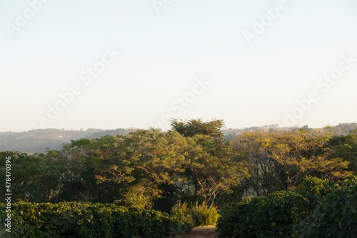Fototapeta Naklejka Na Ścianę i Meble -  View of a coffee plantation in brazil, south america.