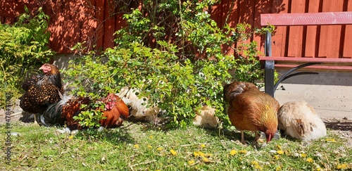chickens in bushes