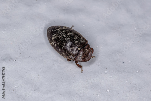 Adult Turtle Beetle photo