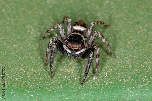 Adult Male Adanson House Jumping Spider photo