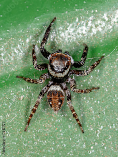 Adult Male Adanson House Jumping Spider photo