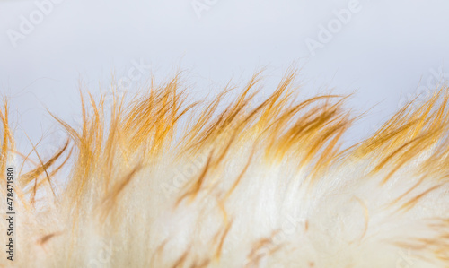 Close up of white fur with yellow tips.