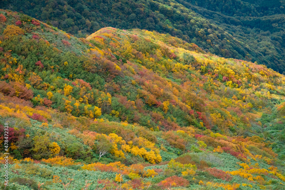 日本の秋の山