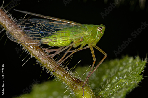 Adult Green Dictyopharid Planthopper Insect photo