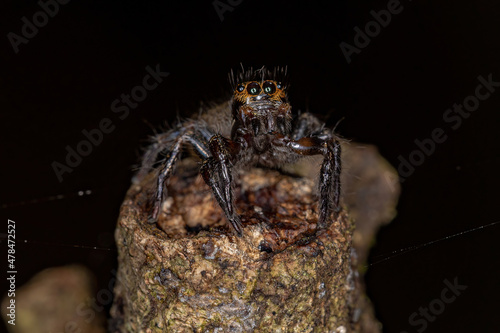 Small jumping spider photo