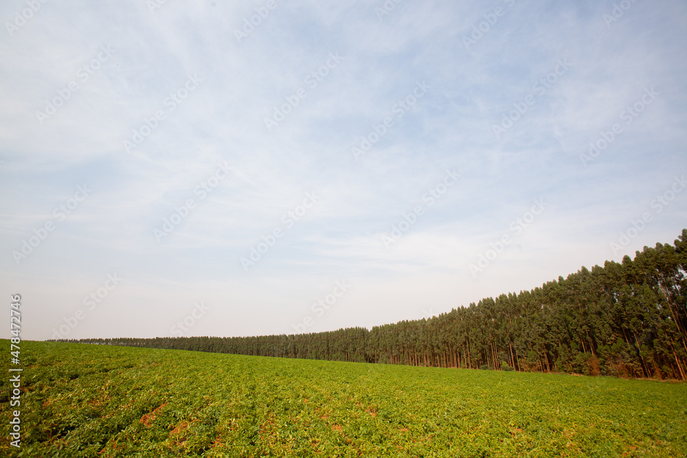 Aerial View of Green drills or rows of potatoes growing at a plantation in Brazil. The plants are tall, rich green with lots of leaves. Aerial View of Green drills or rows of potatoes growing at a plantation in Brazil. The plants are tall, rich green with lots of leaves.