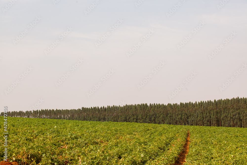 Fototapeta premium Aerial View of Green drills or rows of potatoes growing at a plantation in Brazil. The plants are tall, rich green with lots of leaves.