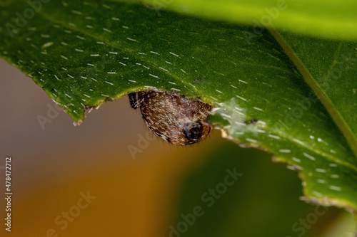 Adult Female Jumping Spider photo