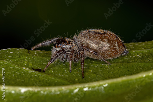 Adult Female Jumping Spider photo