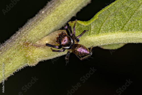 Small Male Jumping Spider photo