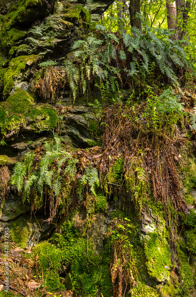 Obraz premium Rieger Trail, Bohemian Paradise, (Cesky Raj), Czech Republic