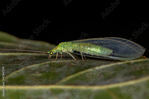 Adult Typical Green Lacewing photo