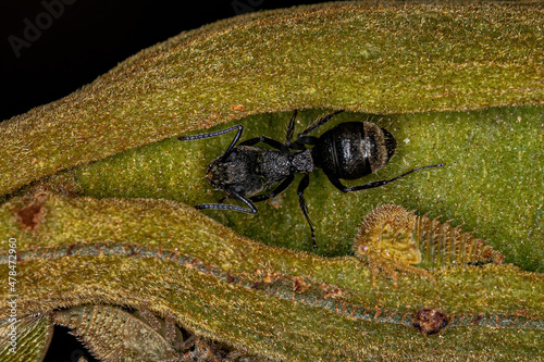 Adult Odorous Ant photo