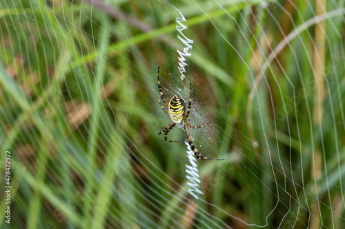 Wespenspinne in ihren Netz, Nahaufnahme photo