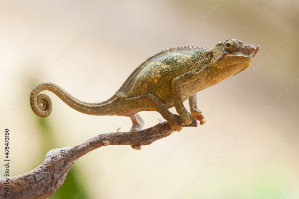 Little Chameleon on Branch Little Chameleon on Branch