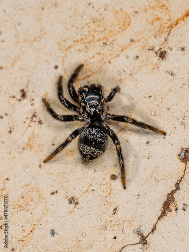 Small jumping spider photo