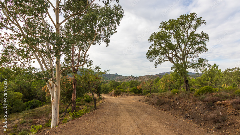 unpaved dirt road in in Mediterranean scrubland unpaved dirt road in in Mediterranean scrubland