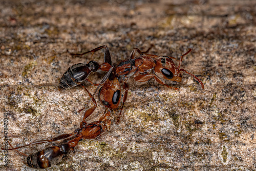 Adult Female Twig Ant photo